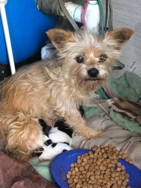Lost dog in Leesville, SC, 29070
