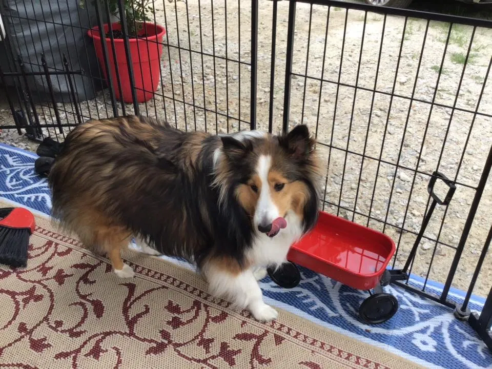 Lost dog in New Caney, TX, 77357