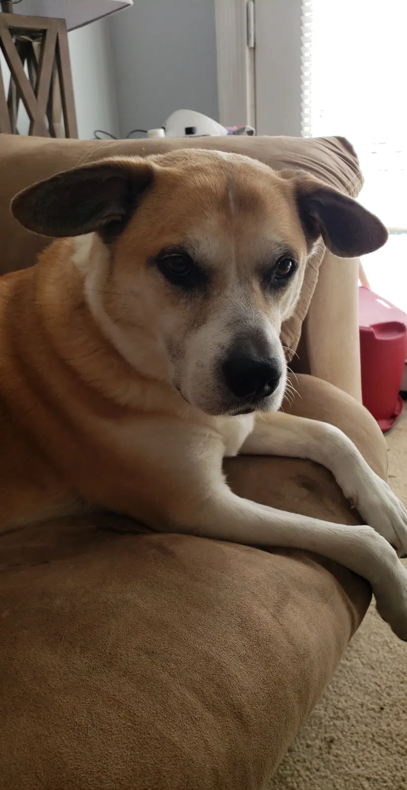 Lost dog in Columbia, SC, 29203