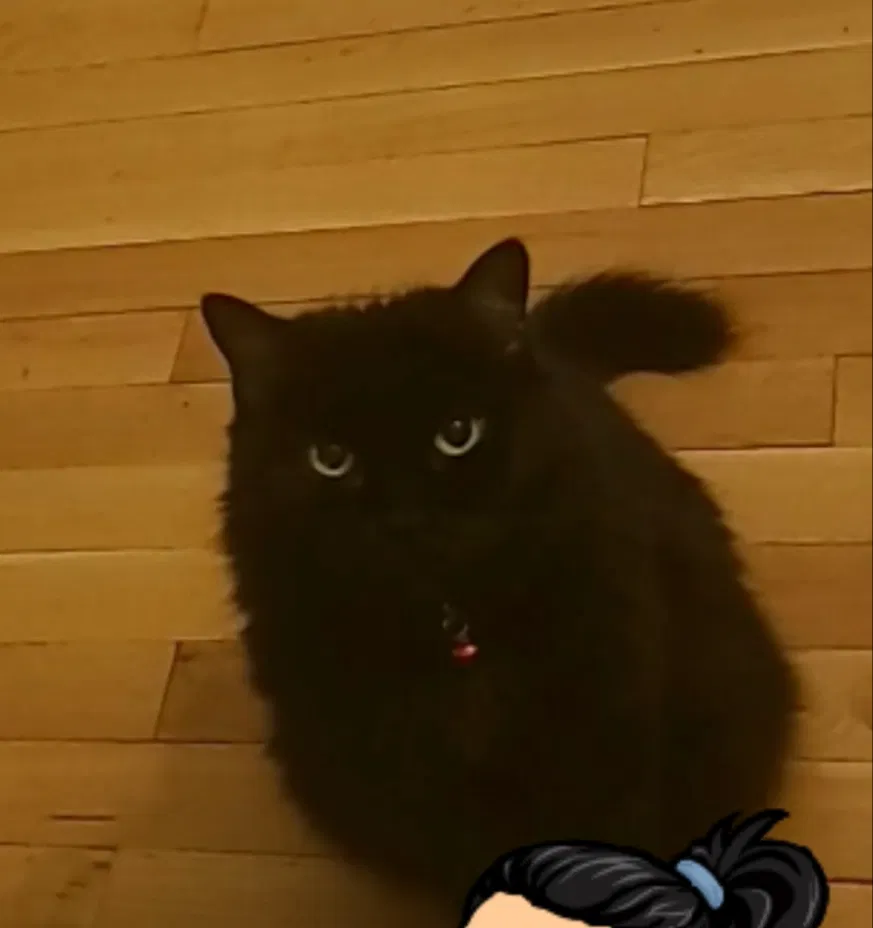 Lost cat in Oak Park, IL, 60302