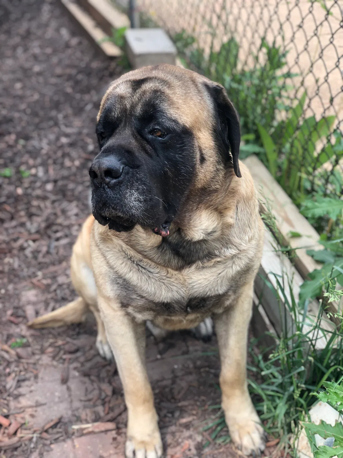 Lost dog in Joliet, IL, 60435