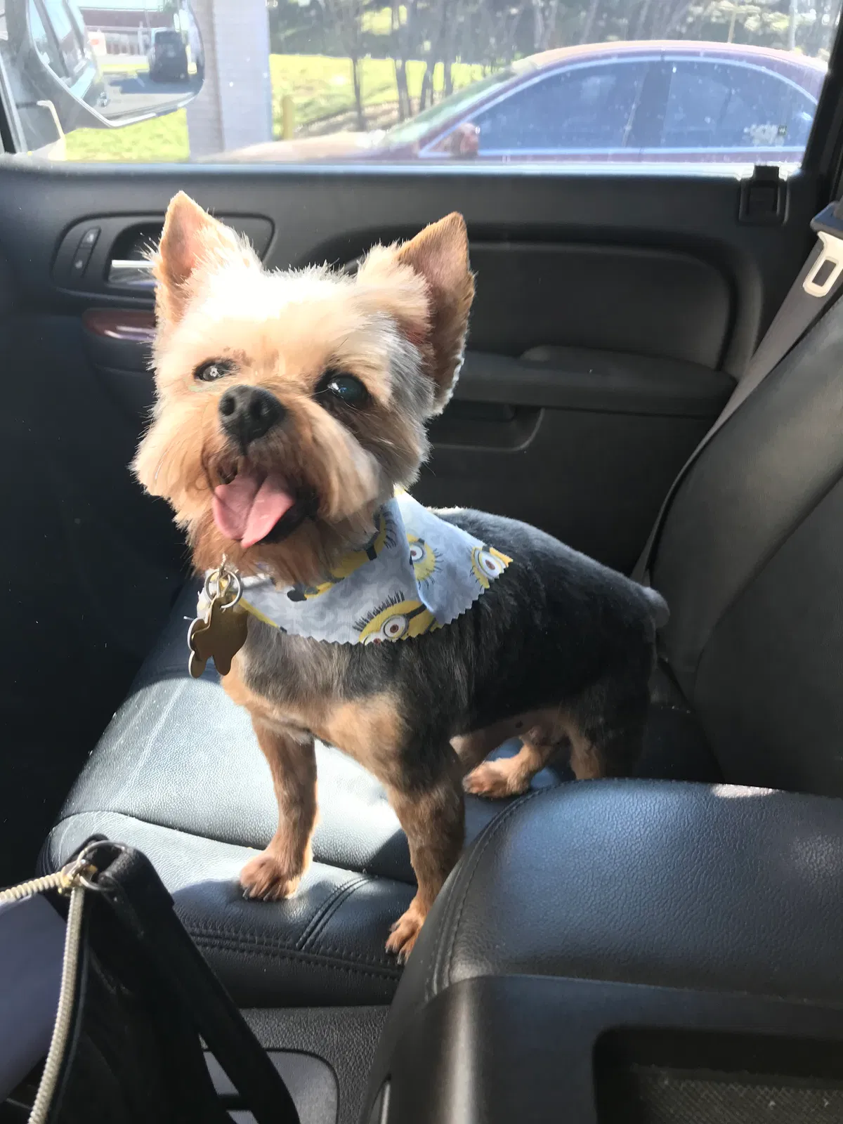 Lost dog in San Antonio, TX, 78238