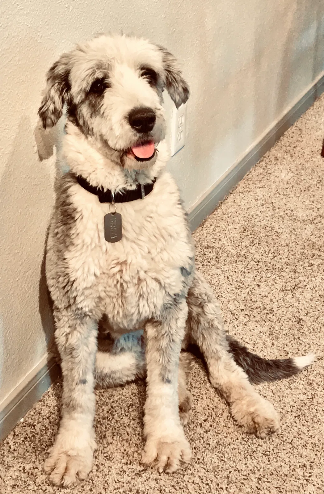 Lost dog in Mc Coy, CO, 80463