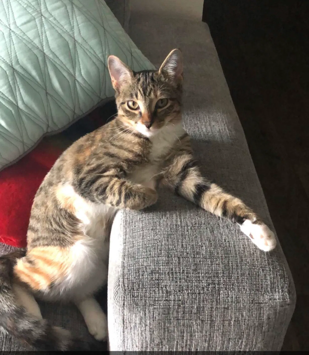 Lost cat in Arvada, CO, 80003