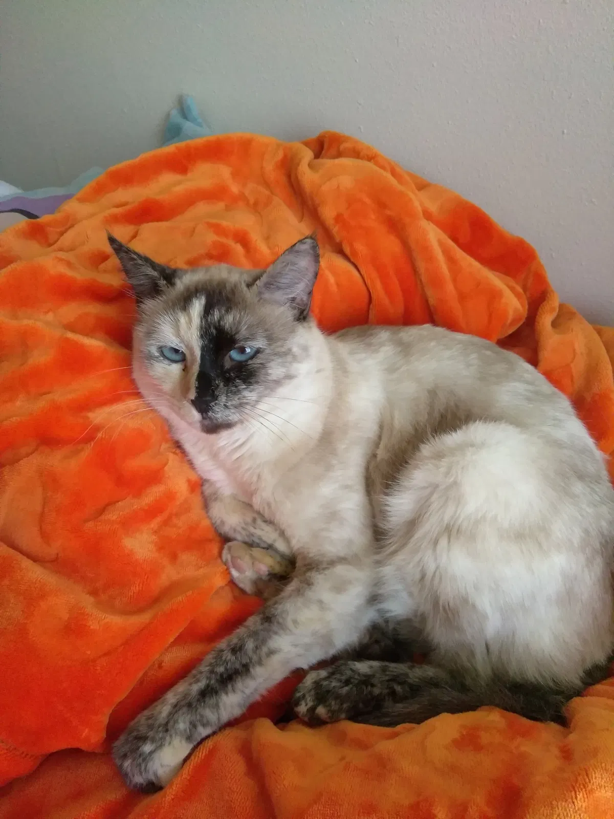 Lost cat in Adelanto, CA, 92301