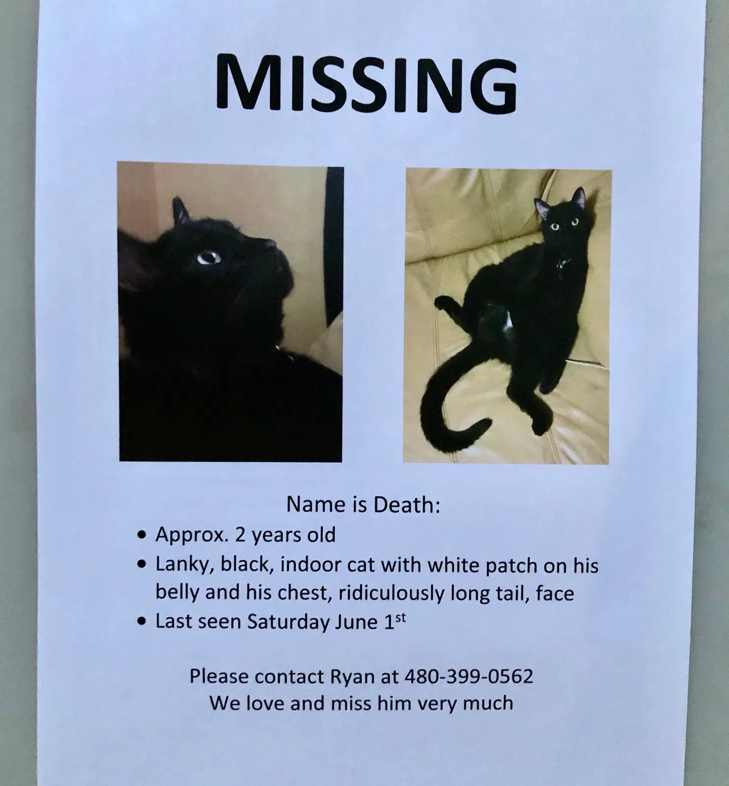 Lost cat in Tempe, AZ, 85282