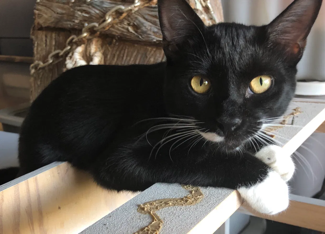 Lost cat in Argyle, TX, 76226