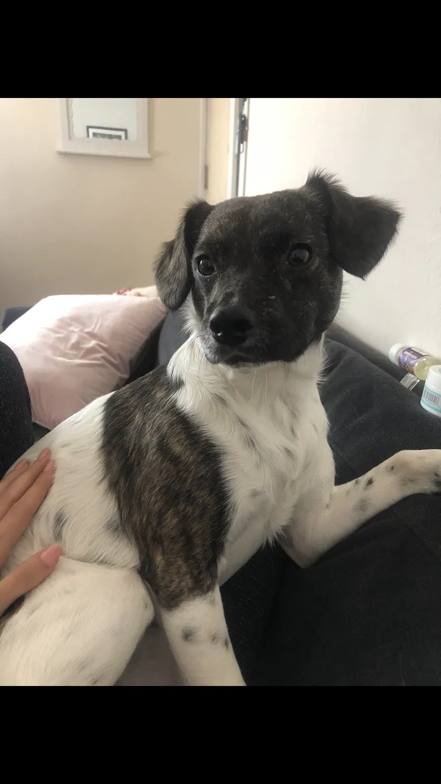 Lost dog in Mountain View, CA, 94040