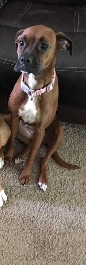 Lost dog in Columbus, OH, 43223