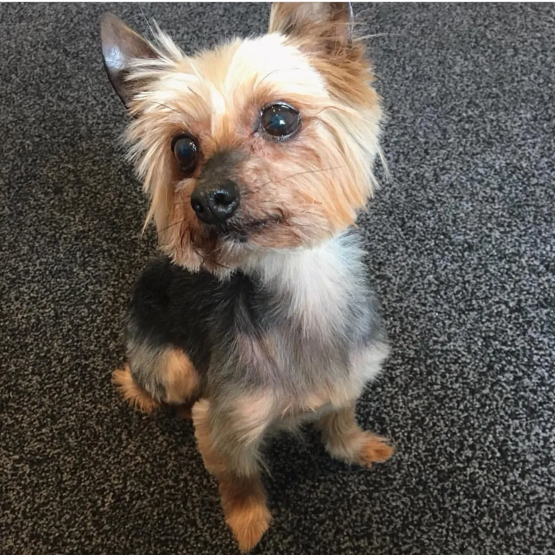 Lost dog in Mountain View, CA, 94040