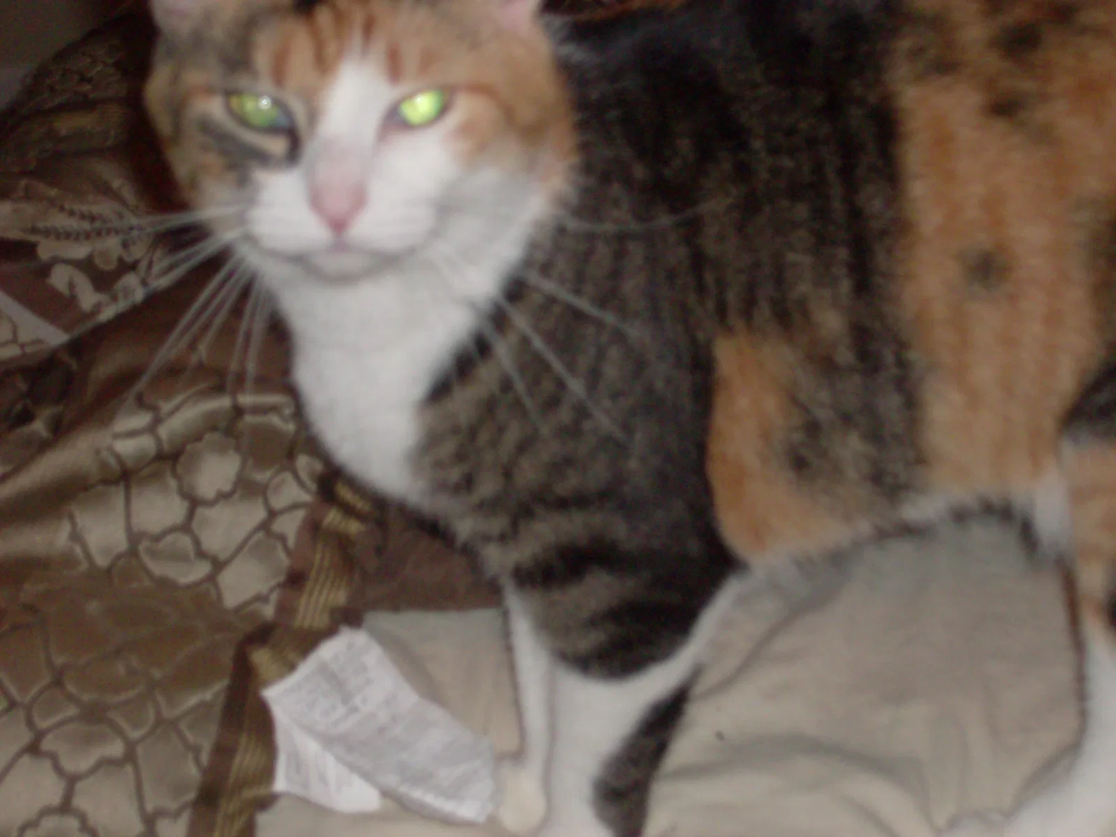 Lost cat in Indianapolis, IN, 46214