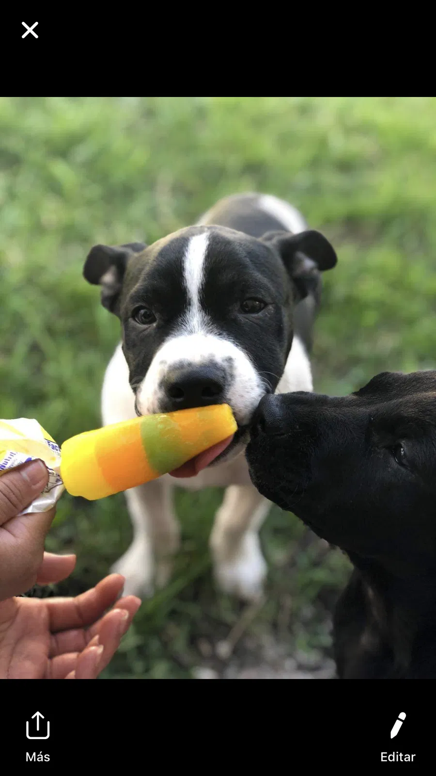 Lost dog in Minneapolis, MN, 55411