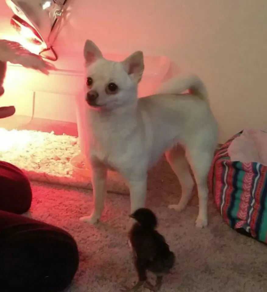 Lost dog in Wichita, KS, 67216
