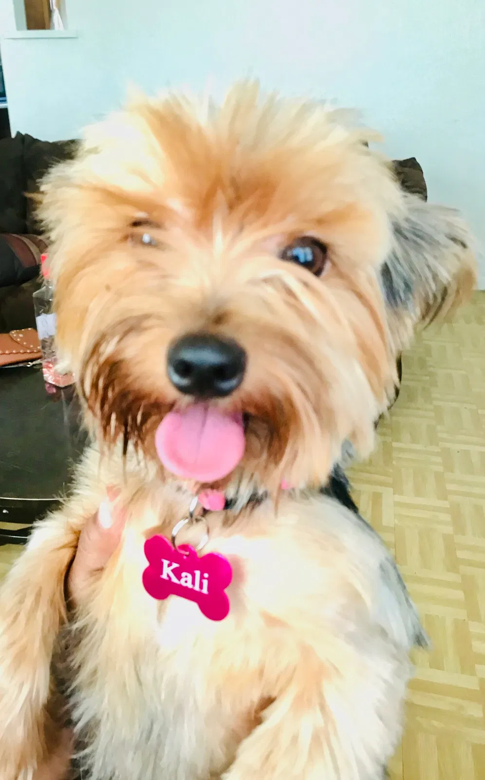 Lost dog in Lakeland, FL, 33805