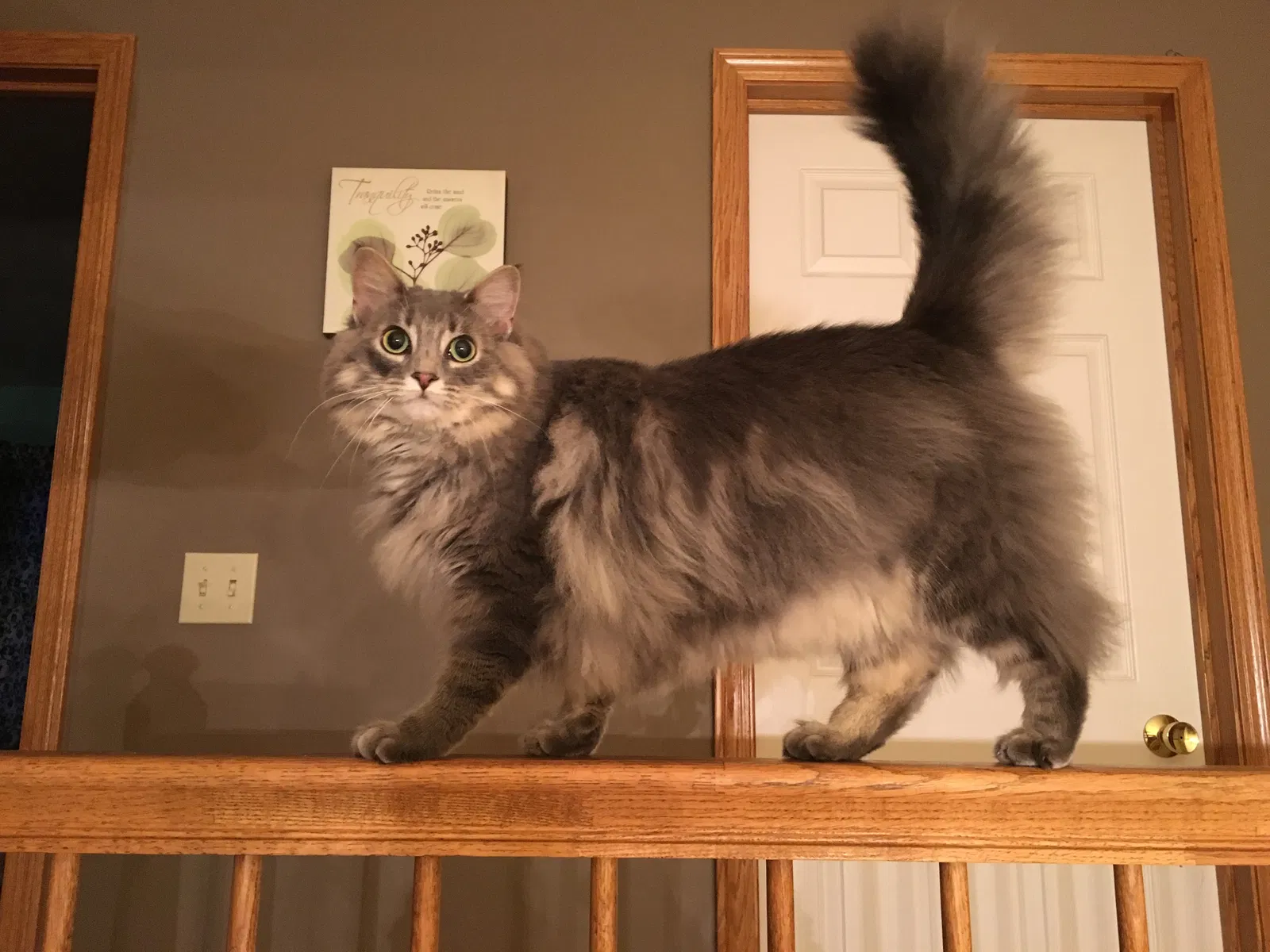 Lost cat in Medina, OH, 44256