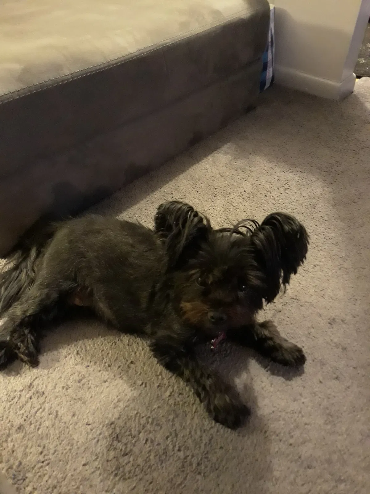 Lost dog in Redford, MI, 48240