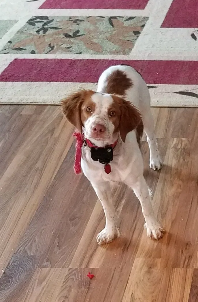 Lost dog in Hayward, WI, 54843