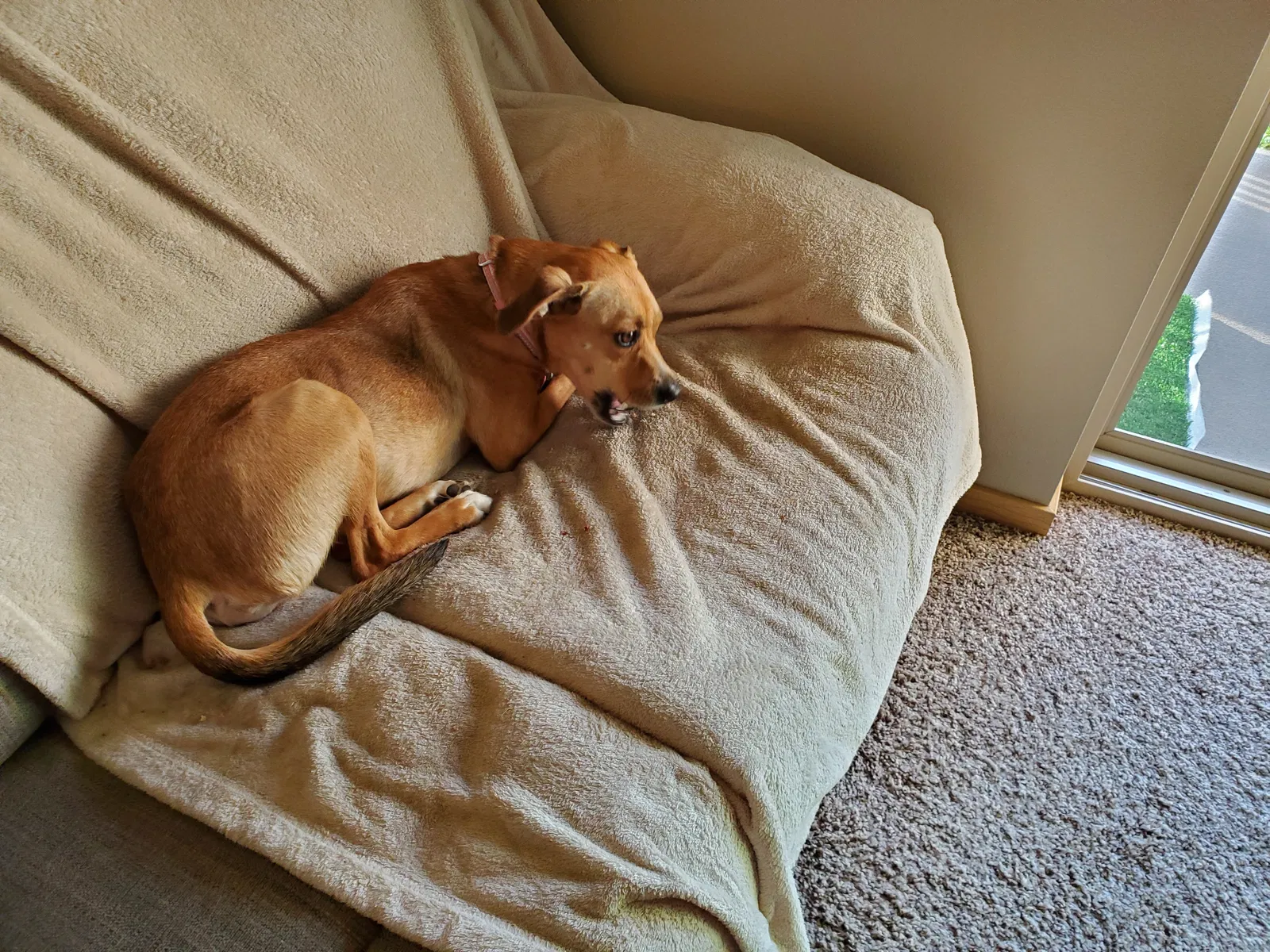 Lost dog in Everett, WA, 98208