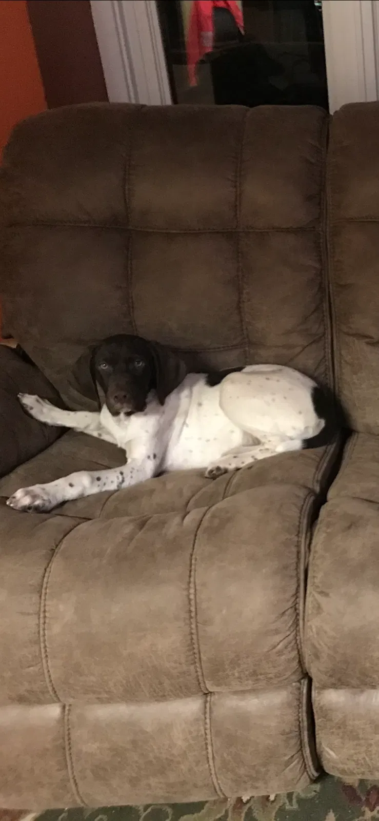 Lost dog in Cincinnati, OH, 45229