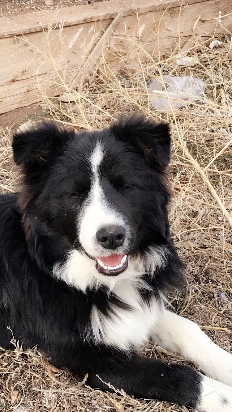 Lost dog in Wellington, CO, 80549