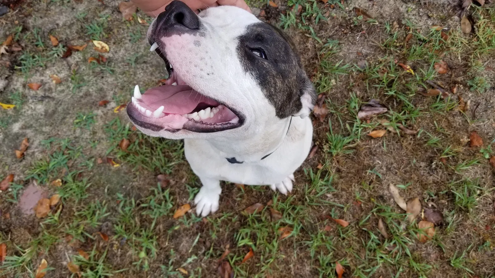 Found dog in Augusta, GA, 30906