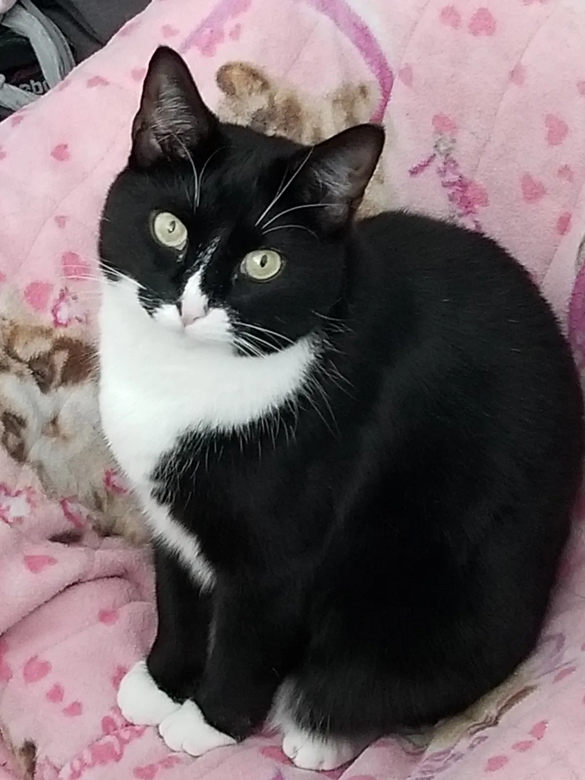 Lost cat in Spokane, WA, 99205