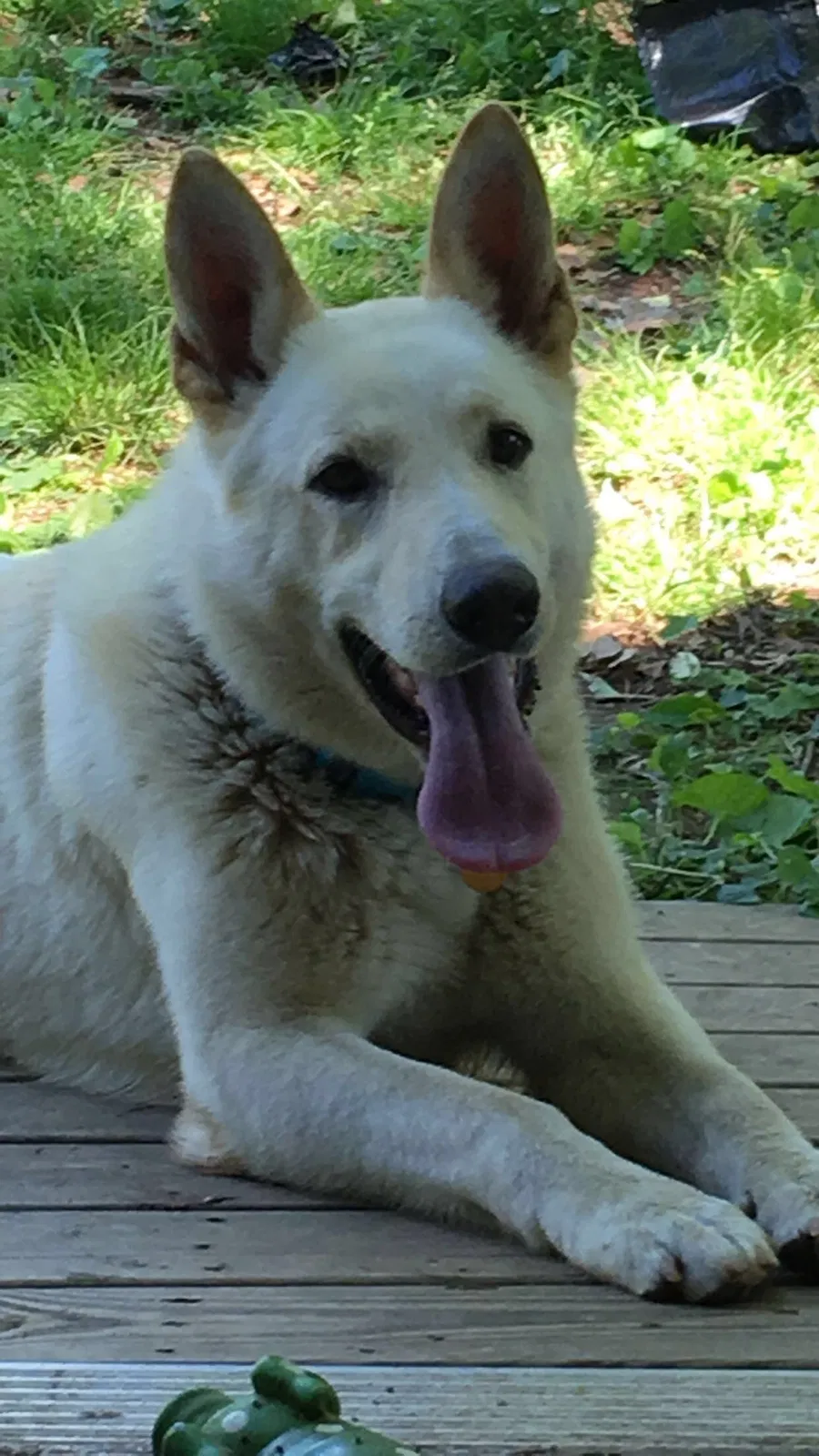 Lost dog in Jasper, TN, 37347