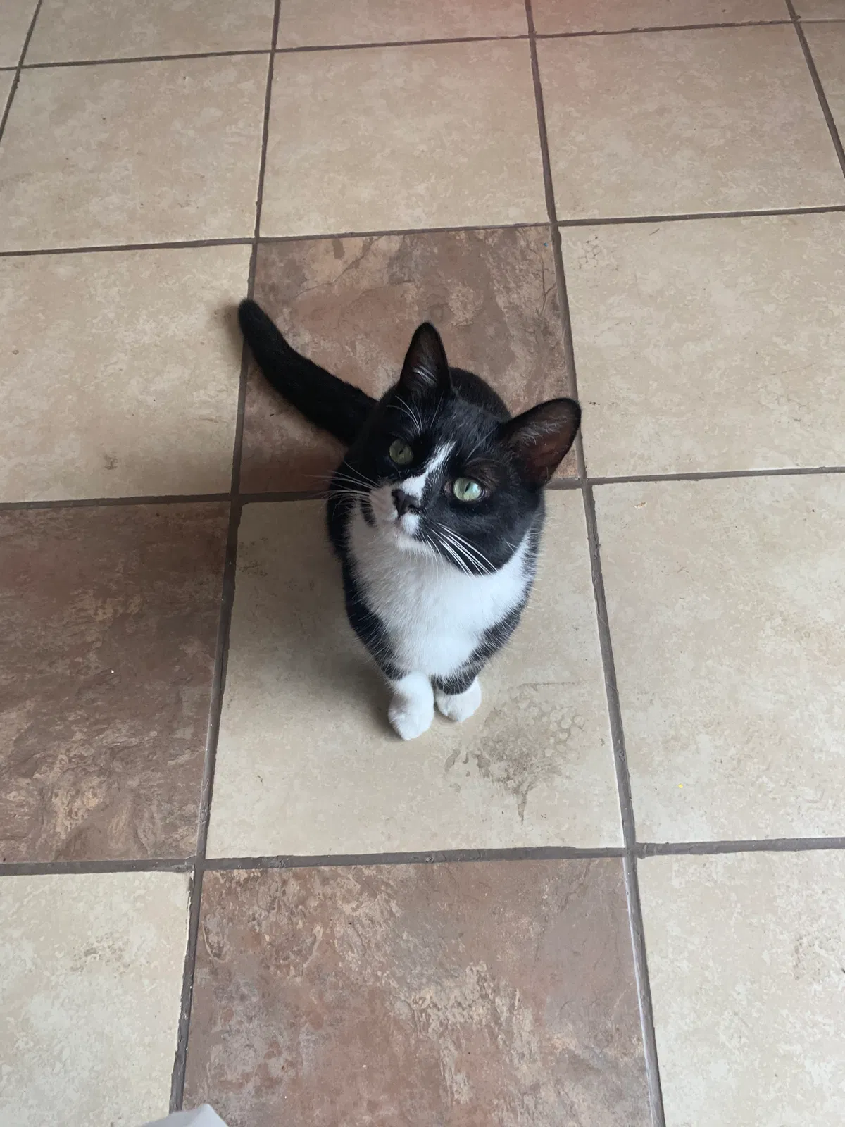 Lost cat in Riverside, CA, 92504