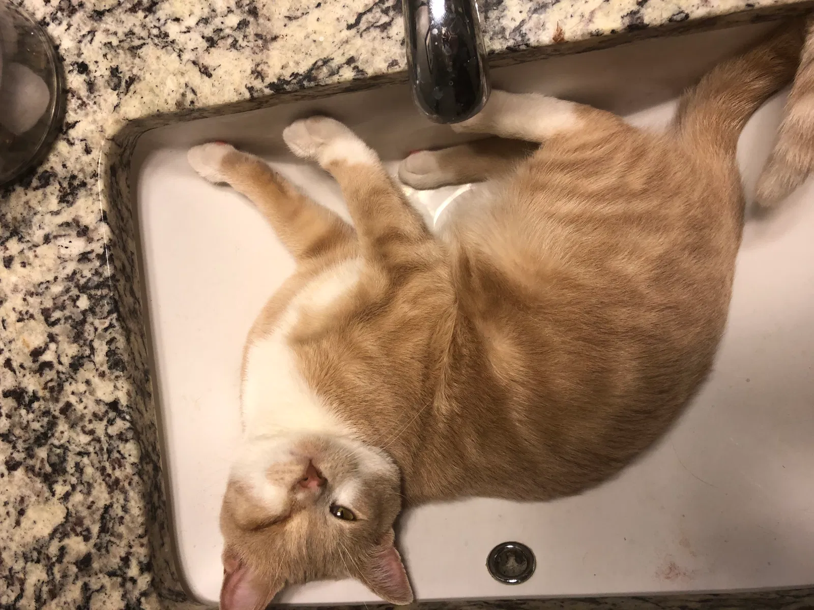 Lost cat in Green Bay, WI, 54313