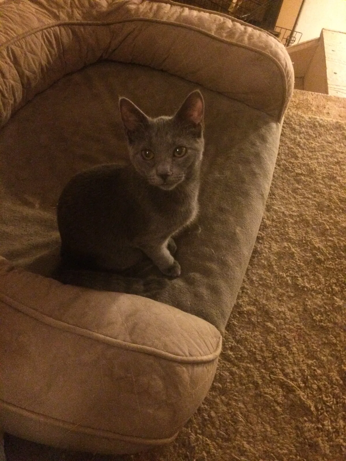 Lost cat in Huntington Station, NY, 11746