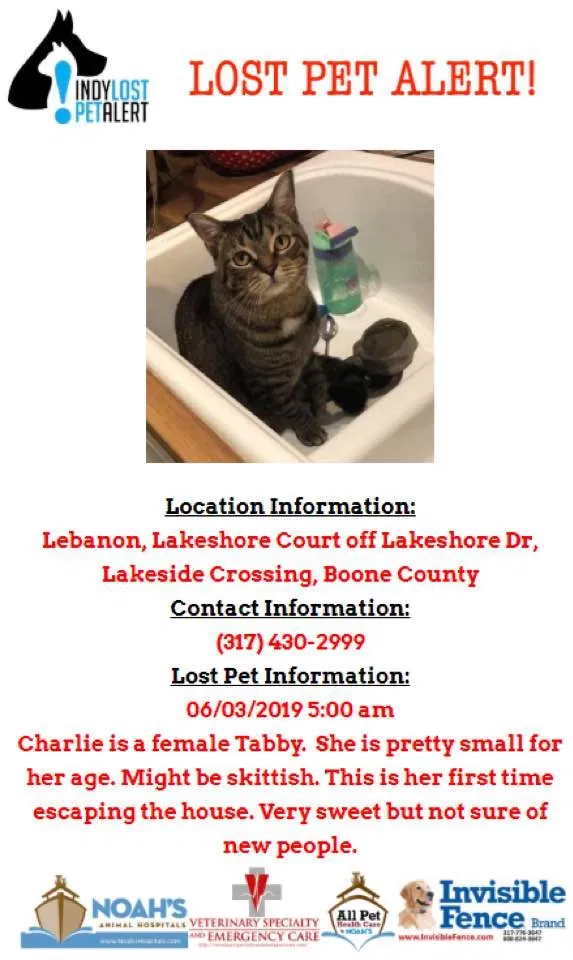 Lost cat in Lebanon, IN, 46052