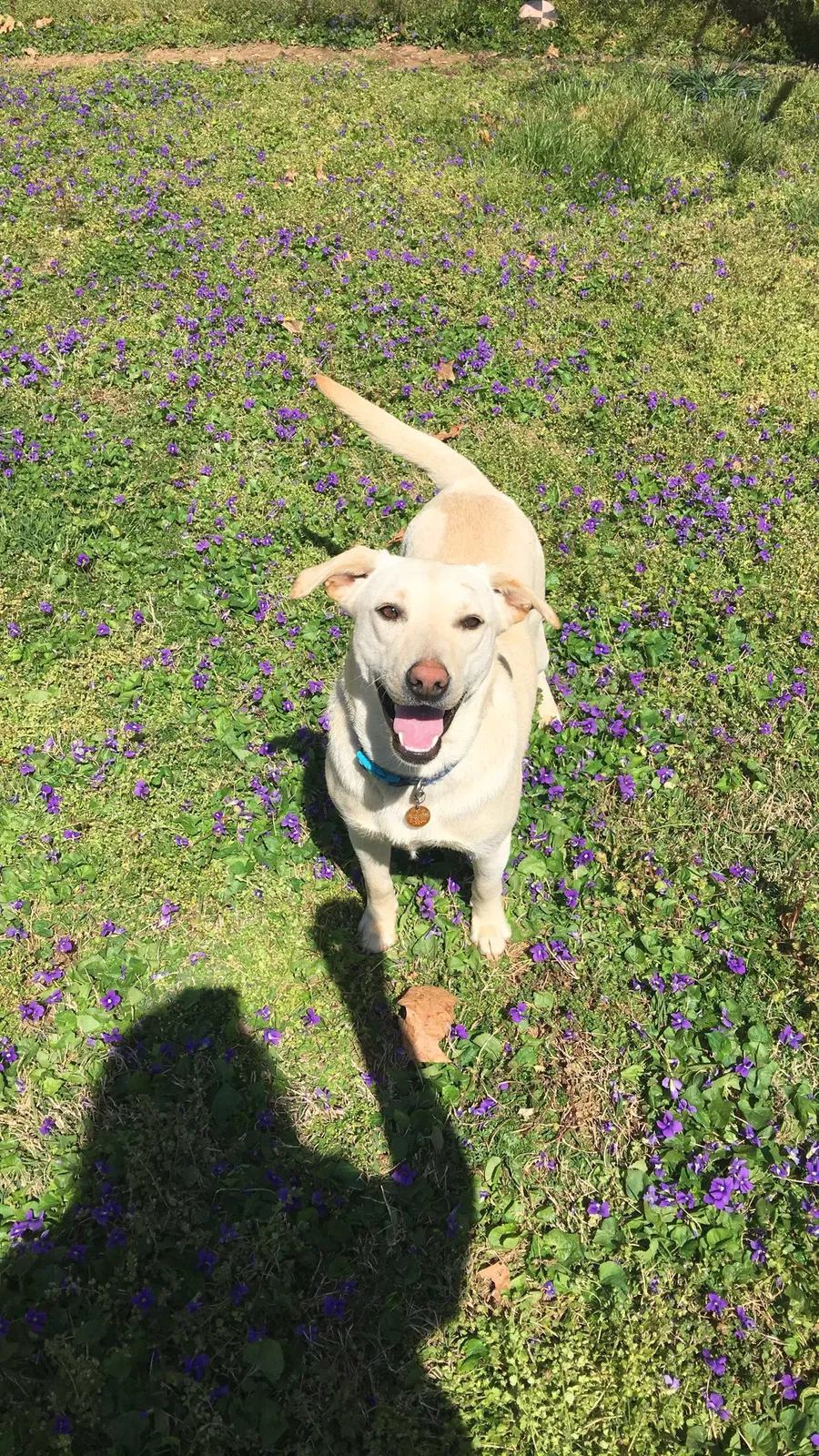 Lost dog in Jasper, TN, 37347