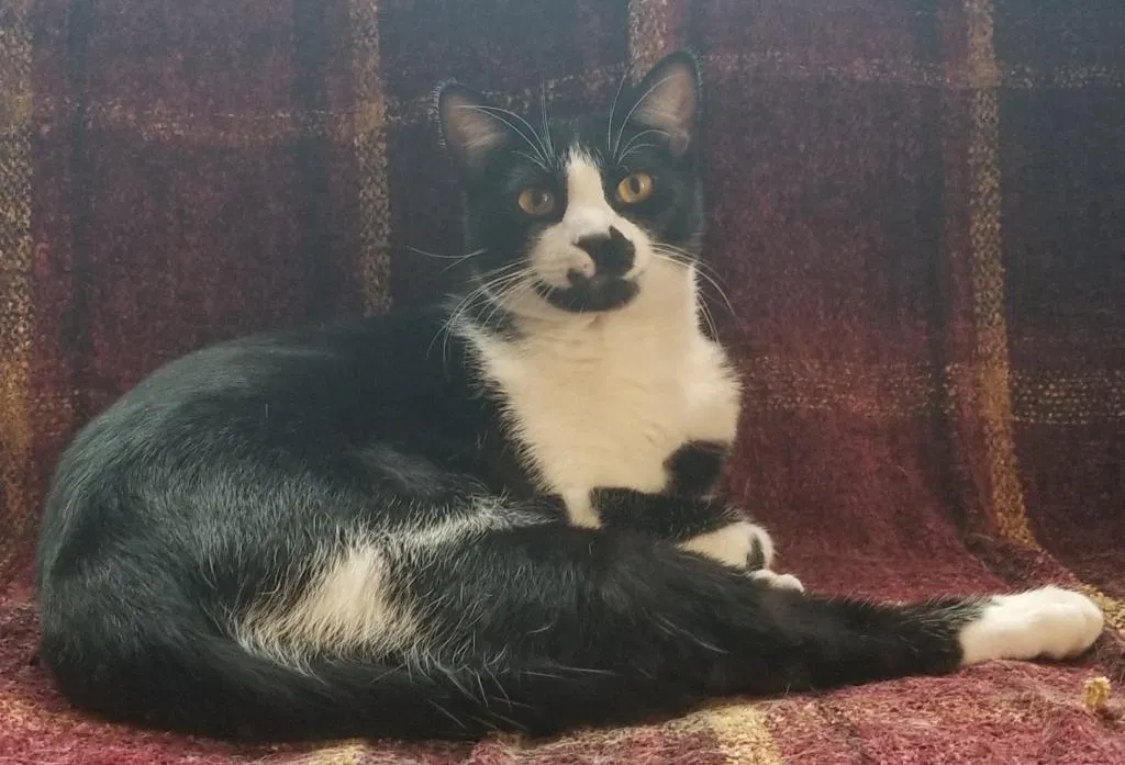 Lost cat in Hackensack, NJ, 7601