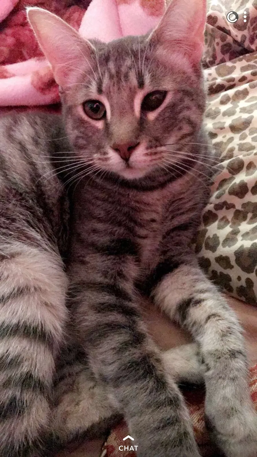 Lost cat in Elk Grove, CA, 95624