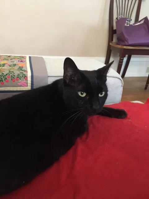 Lost cat in Greensboro, NC, 27403