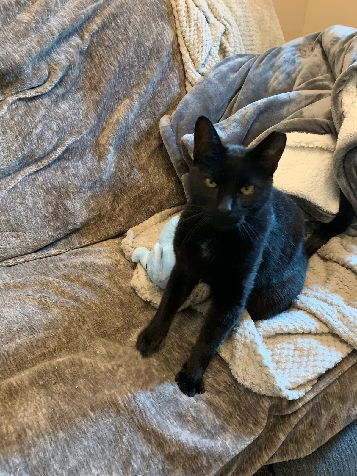 Lost cat in Willingboro, NJ, 8046