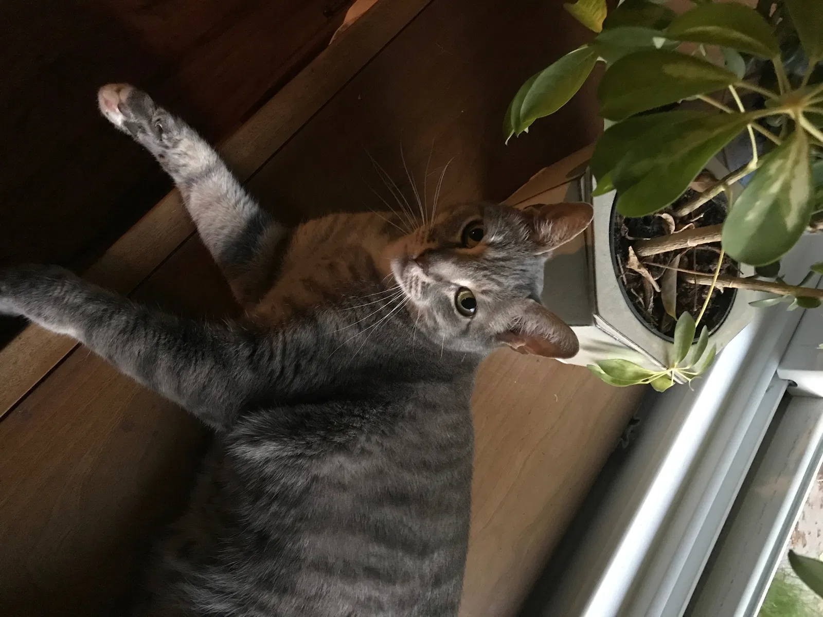 Lost cat in Fort Collins, CO, 80525
