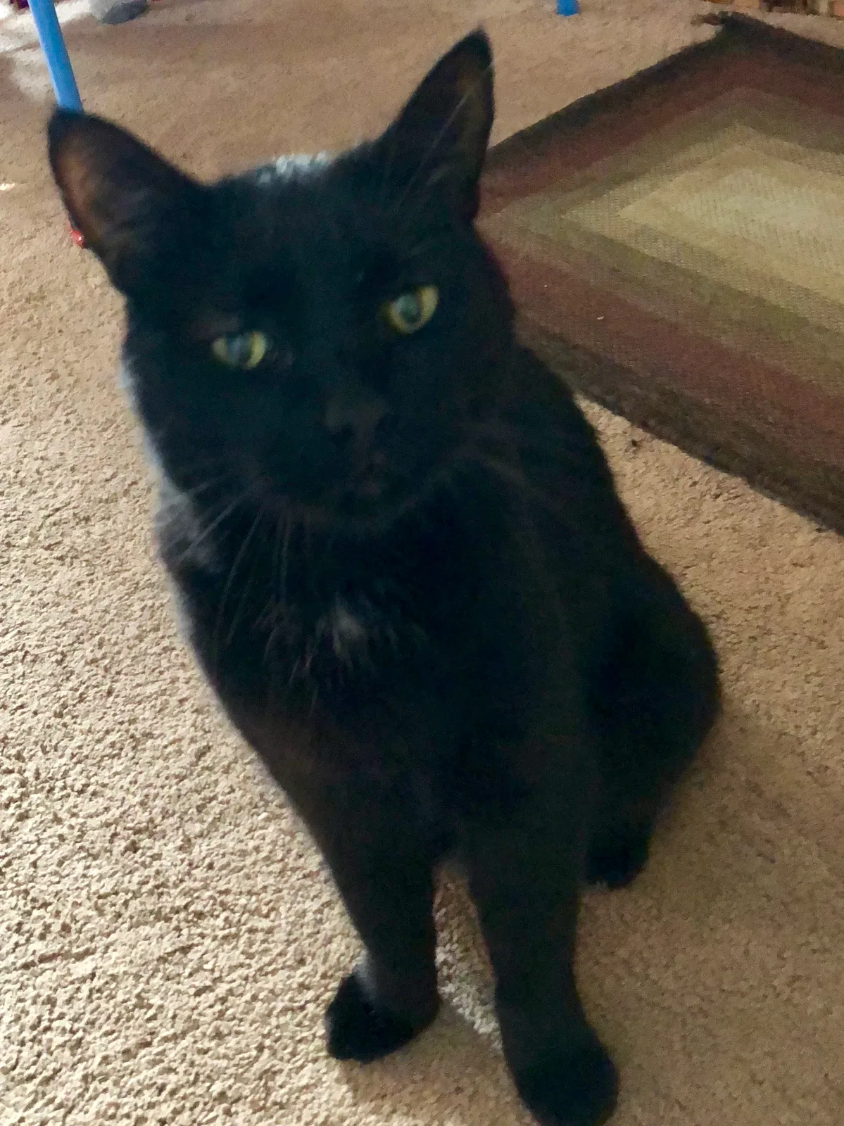 Lost cat in Dearborn, MI, 48124