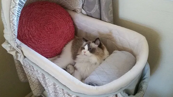 Lost cat in Roseville, CA, 95747