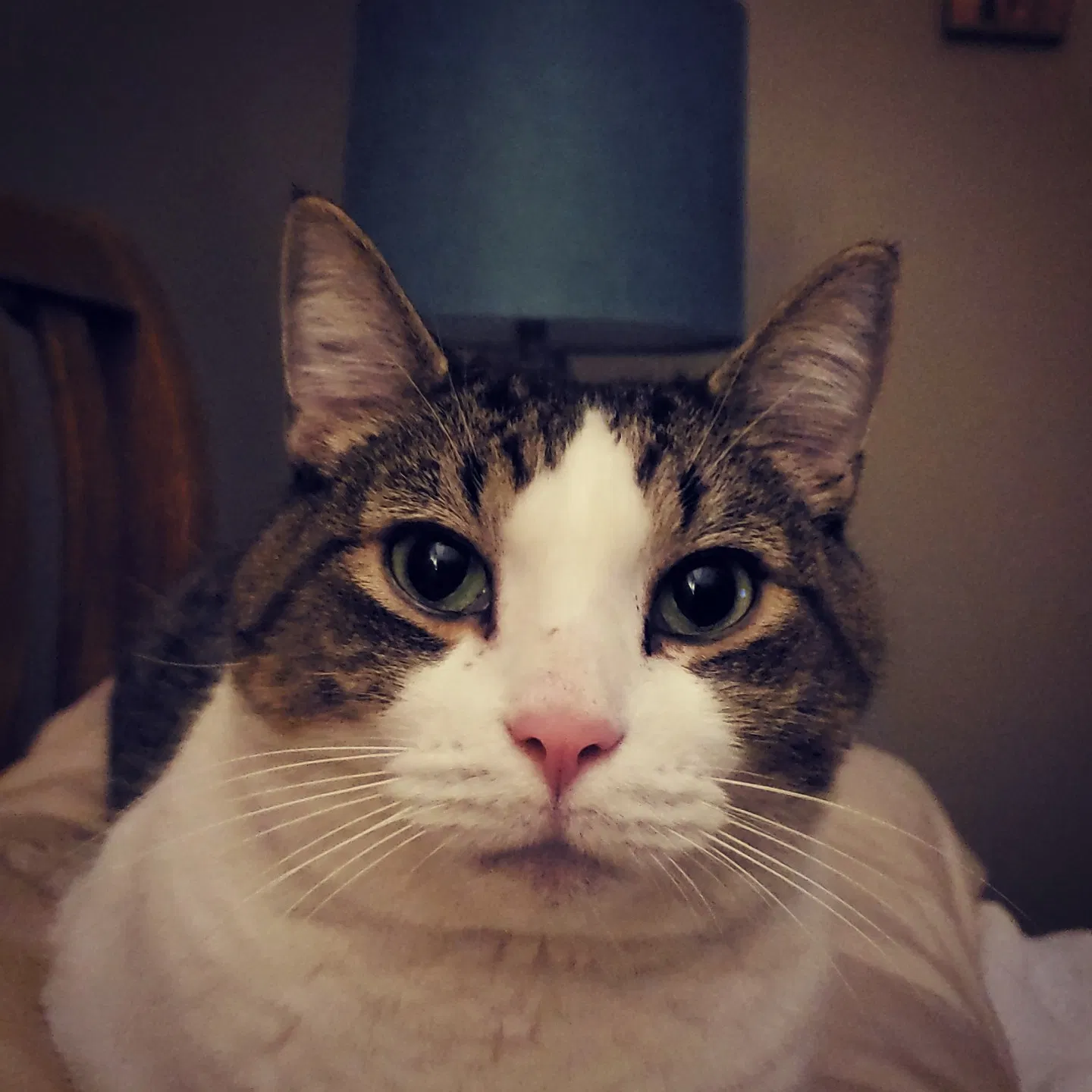 Lost cat in Kansas City, MO, 64154