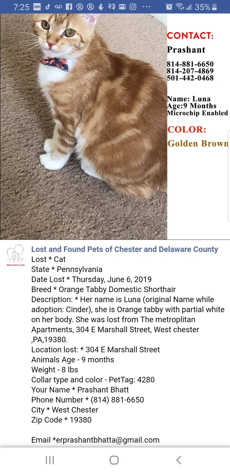 Lost cat in West Chester, PA, 19380