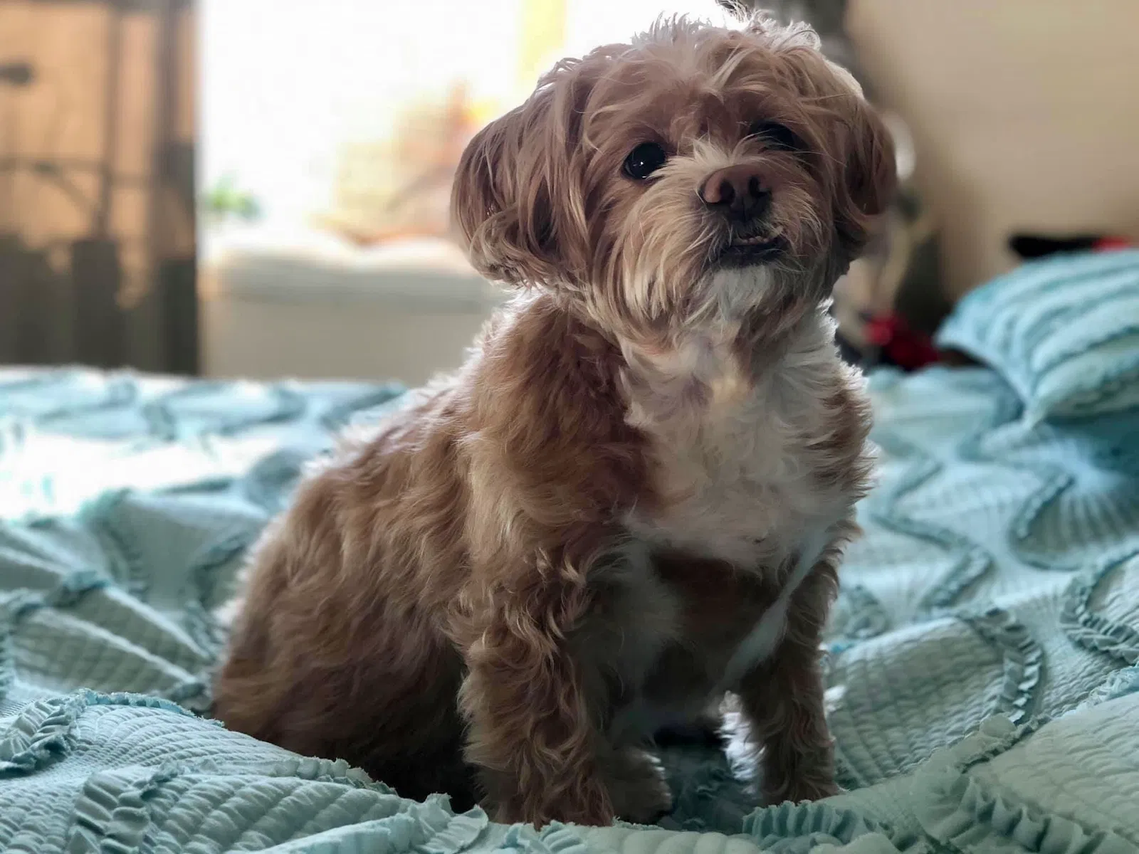Lost dog in Mundelein, IL, 60060