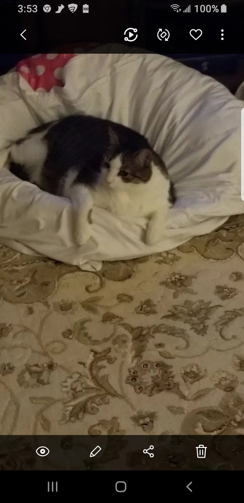 Lost cat in Boyertown, PA, 19512