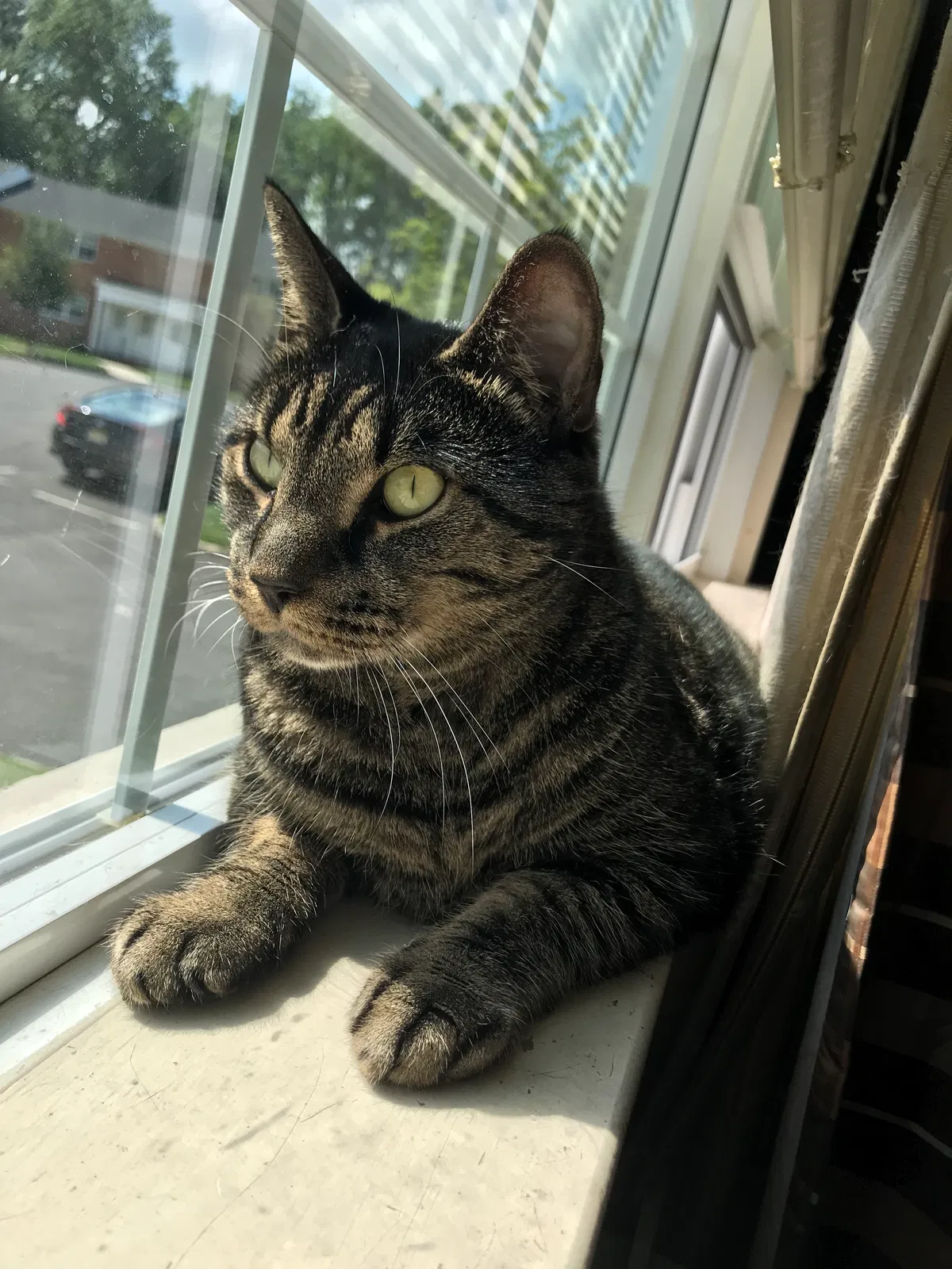 Lost cat in Parsippany, NJ, 7054