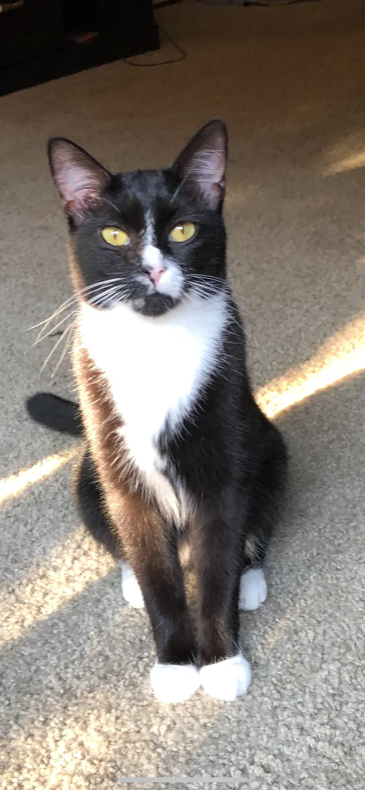 Lost cat in Kansas City, MO, 64116