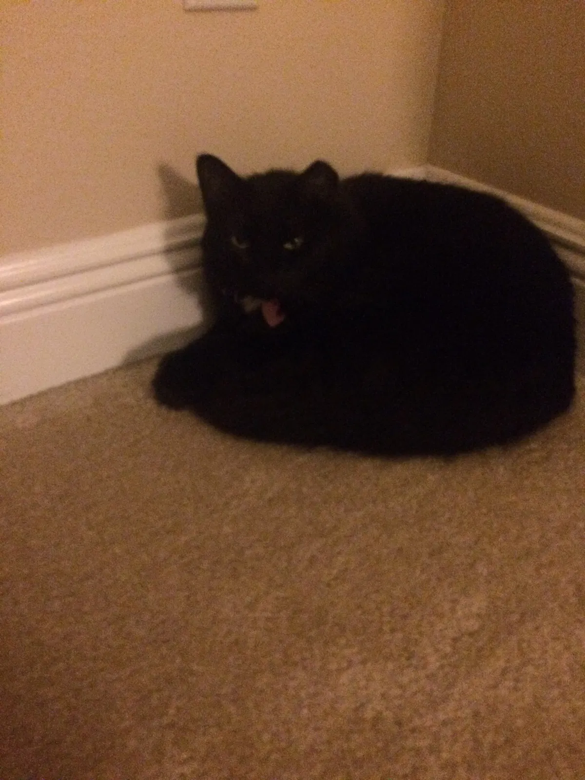 Lost cat in Mandeville, LA, 70471