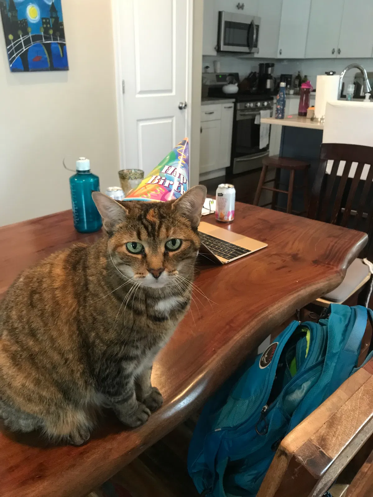 Lost cat in Philadelphia, PA, 19119
