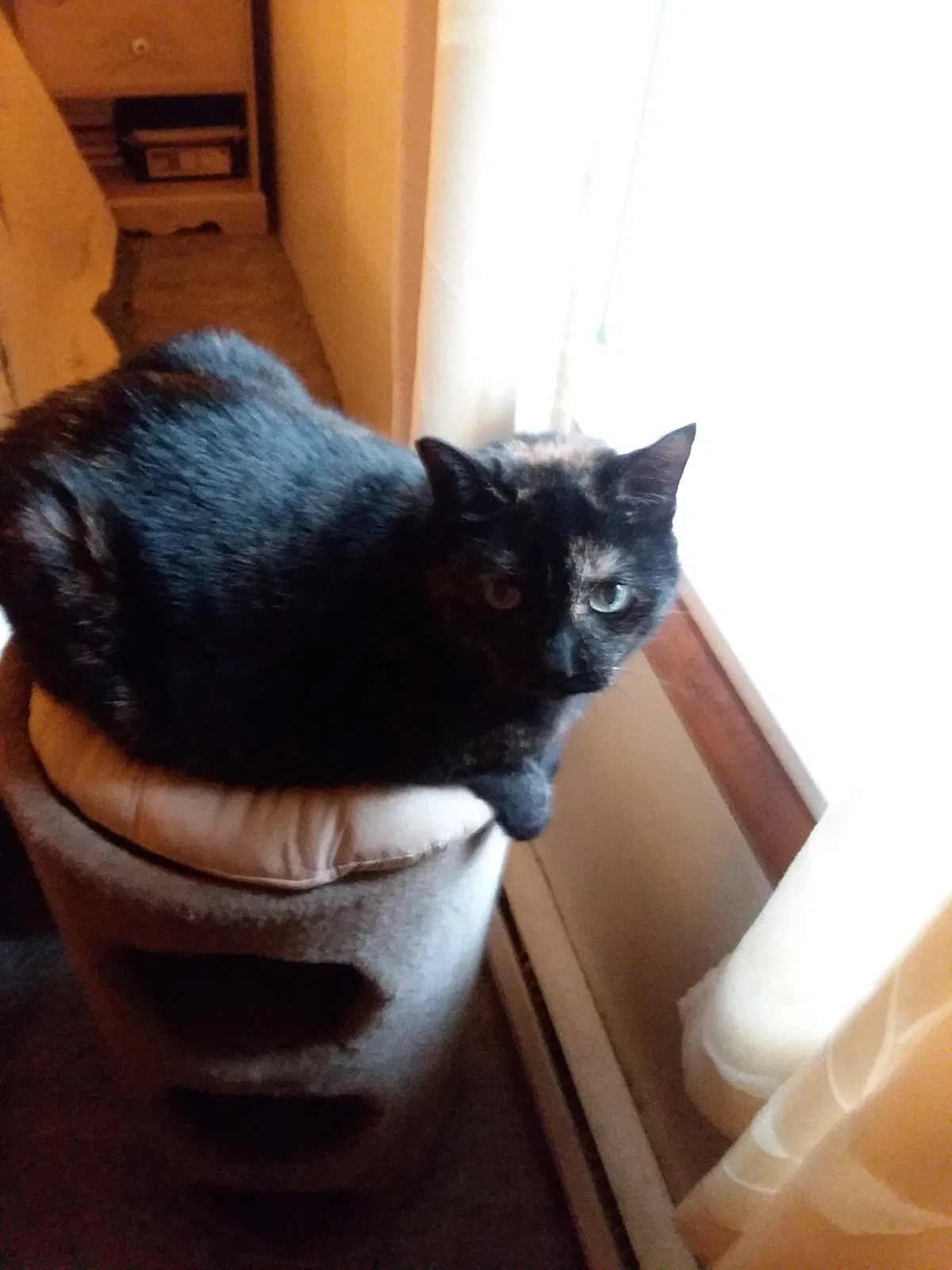 Lost cat in Toledo, OH, 43617