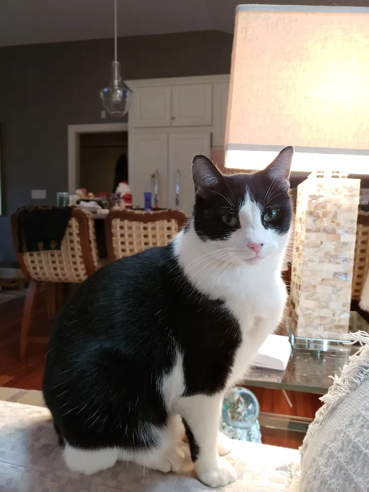 Lost cat in Muncie, IN, 47304