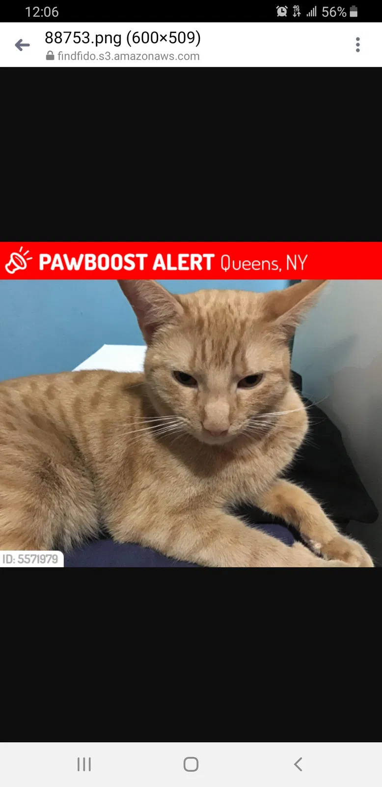 Lost cat in Elmhurst, NY, 11373